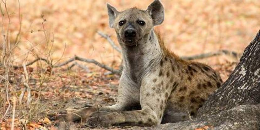 2-Day Fly from Zanzibar to Luxury Lodge to Bush Safari