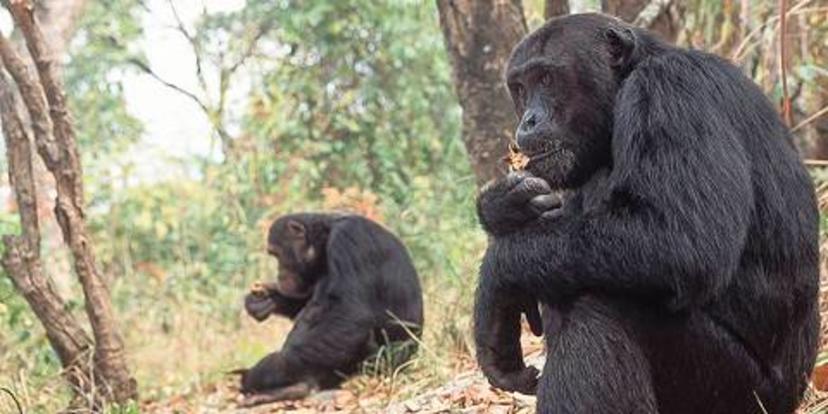 3-Day Gombe Chimpanzee Trekking from Dar Es Salaam