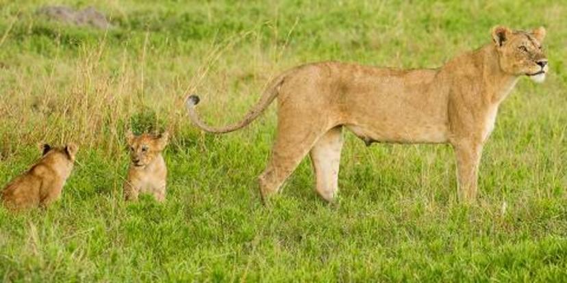4-Day Serengeti & Ngorongoro, Fly-in from Zanzibar