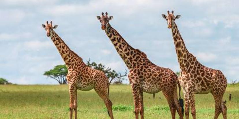 4-Day Private Midrange Safari Northern