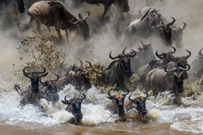 5-Day Explore Great Migration Northern Serengeti
