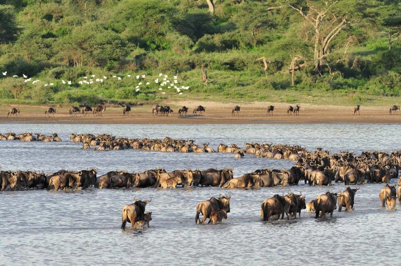 3-Day Wildebeest Migration from December to February