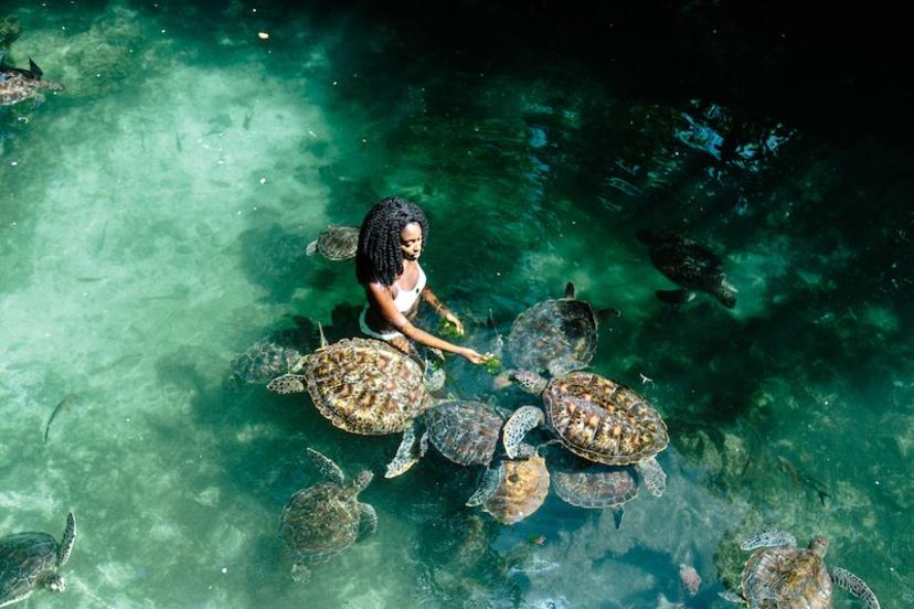 Zanzibar Wildlife: A Hidden Paradise of Exotic Creatures and Untouched Ecosystems