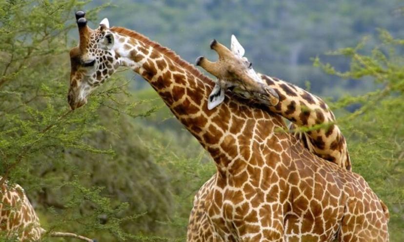 Cost of an Akagera Safari Trip
