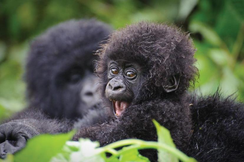 3-Day Gorilla Trekking and Cultural Experience