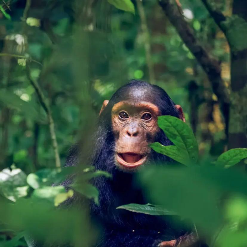 Uganda Gorillas & Community Experience - 5 Days