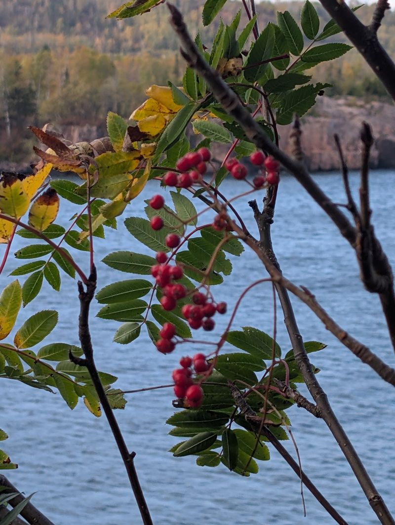 Mountain Ash Berries
