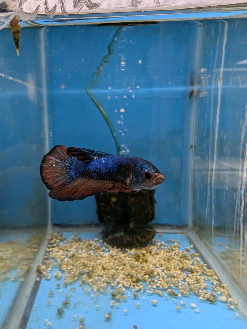 June 26 | Sexy ass Betta Fish!