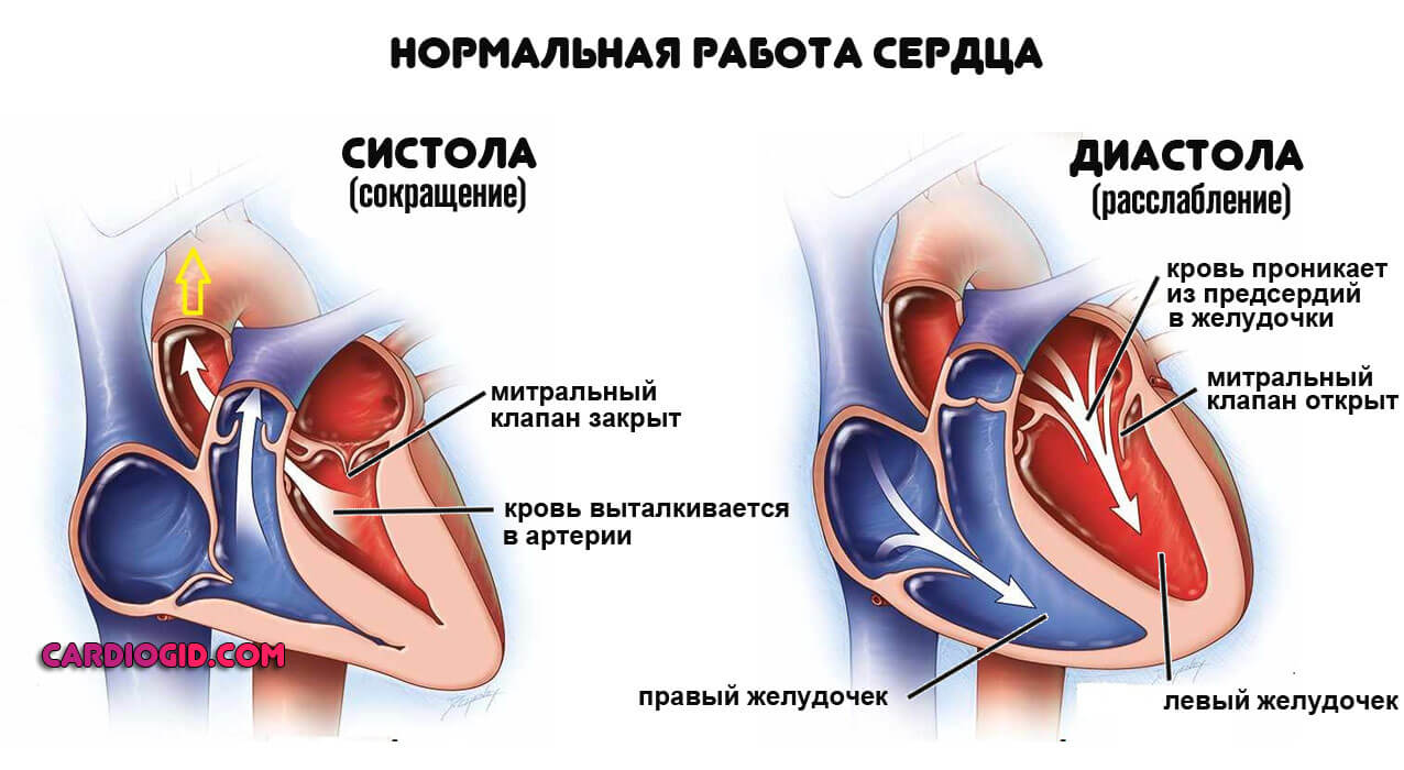 Сердце пропускает. Строение митрального клапана сердца. Нормальная работа сердца. Митральный клапан сердца. Митральный клапан в диастолу.