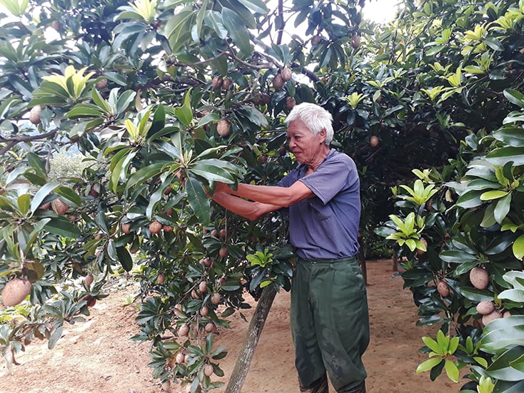 Minh Hóa: Thu nhập cao từ cây hồng xiêm