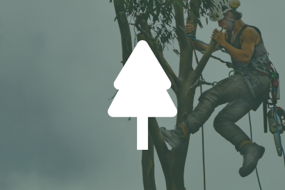 Tree Care Image