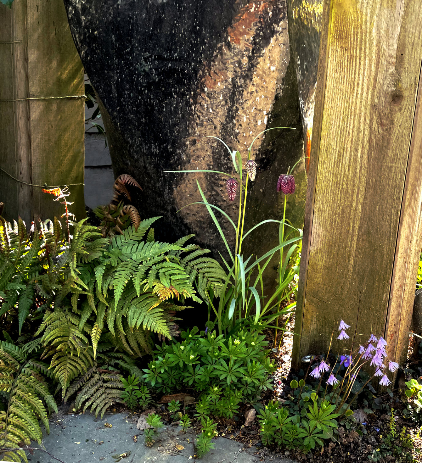 Fritillaria, Ferns, and Soldanella