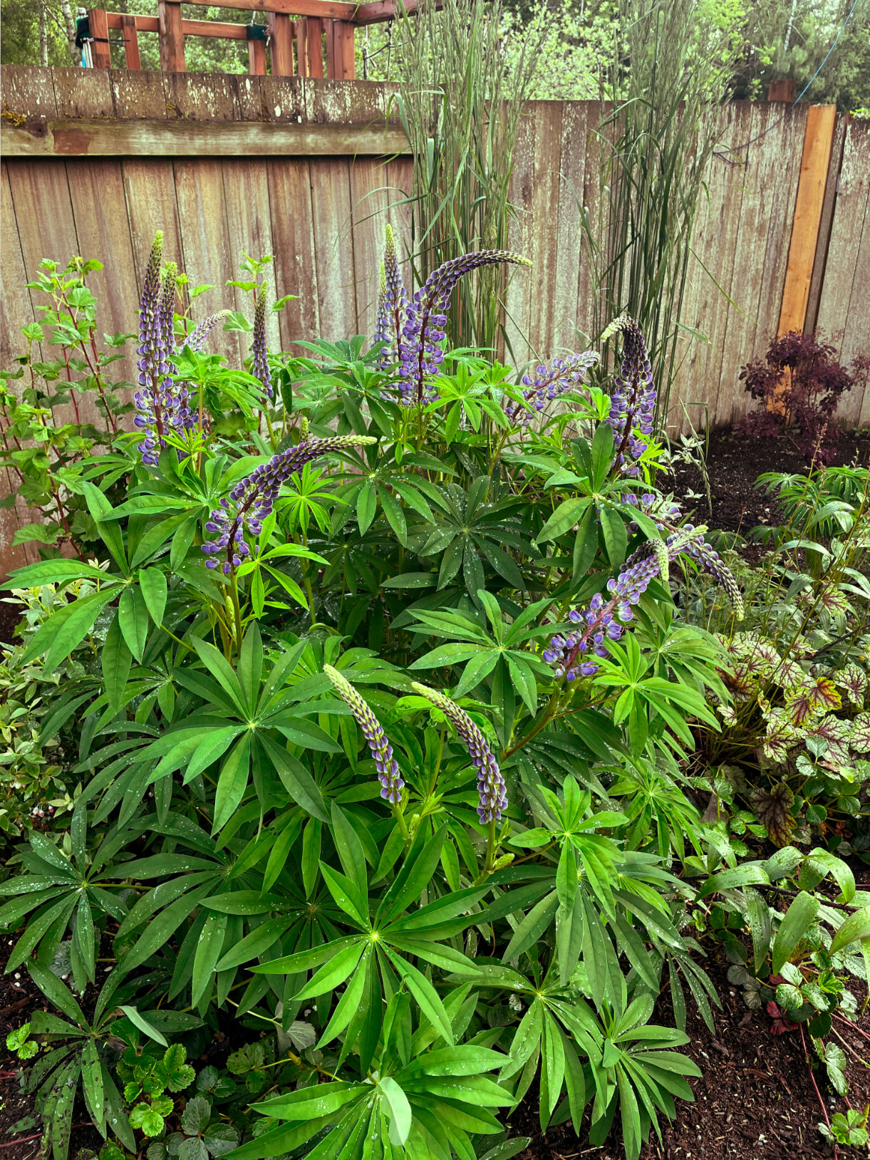 Lupin Bush Image
