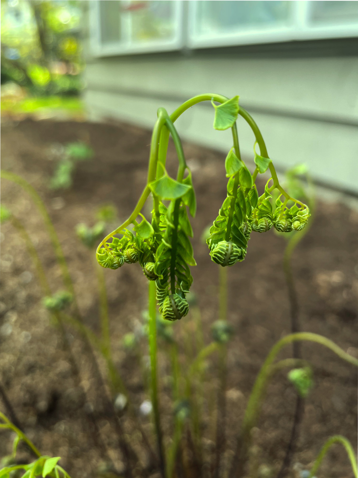 Fern