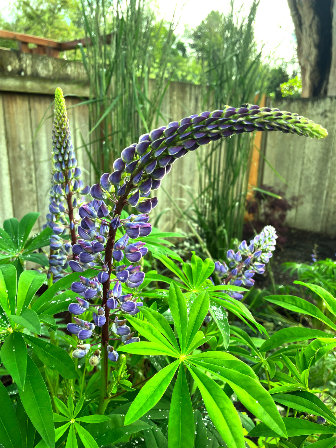 Lupin Flower