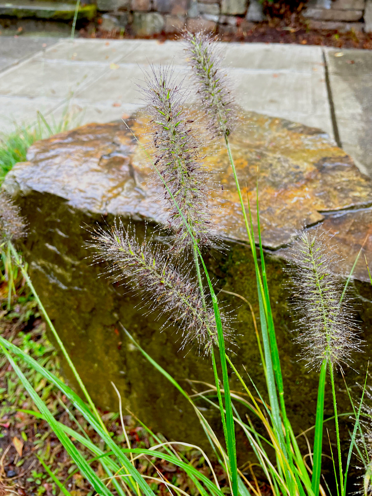 Fountain Grasses