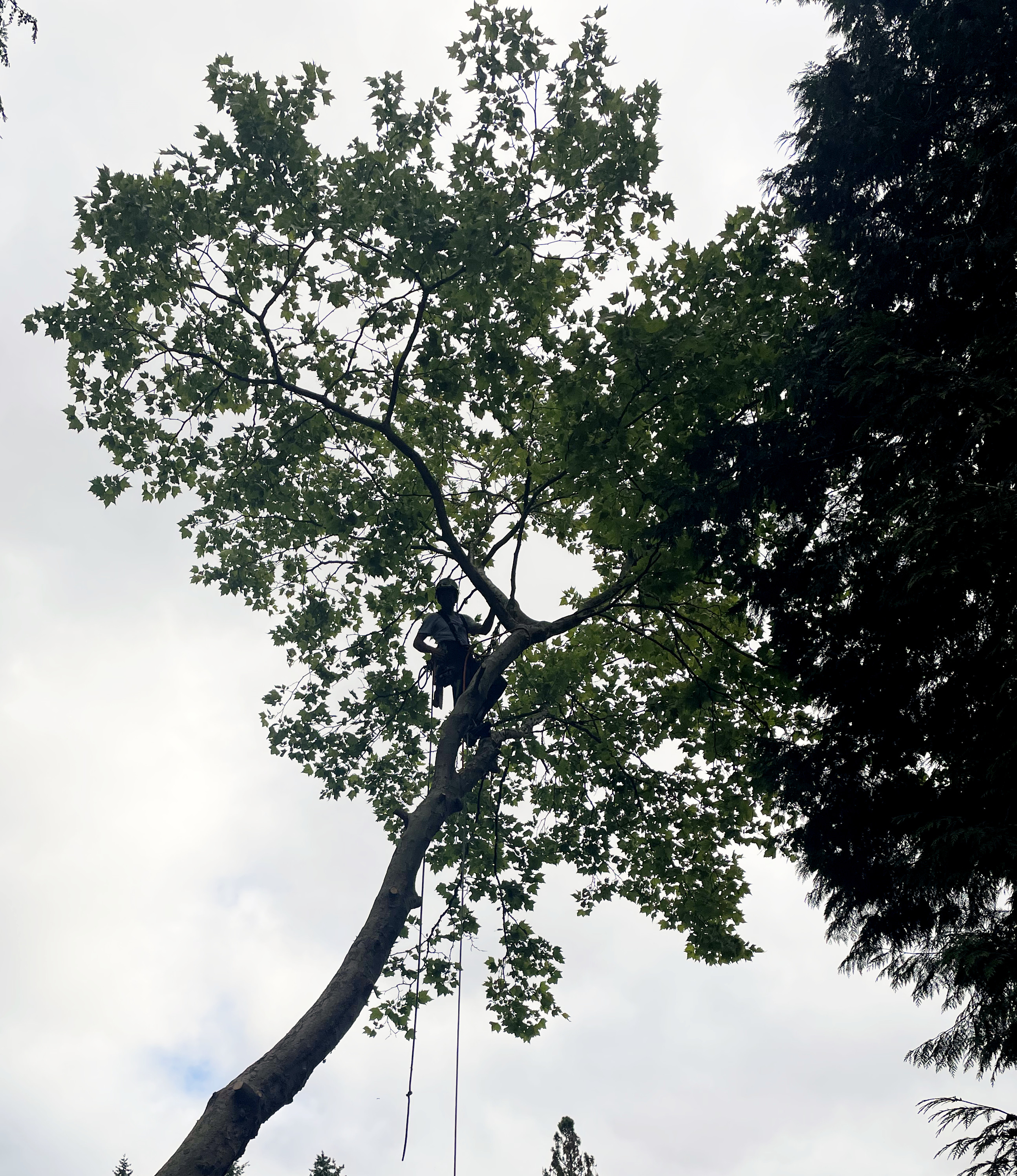 Arborist Pruning a Tree