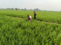 Babinsa Serda Seoulistiyo Setiawan Dampingi Petani Semprot Nutrisi Padi Varietas Kebo di Desa Jatimulya