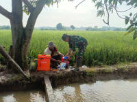 Babinsa Serda Seoulistiyo Setiawan Dampingi Petani Semprot Nutrisi Padi di Desa Jatimulya