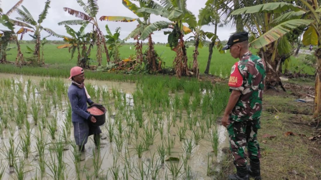 Babinsa Pelda Rastika Dampingi Petani Lakukan Pemupukan Padi di Sawah Desa Sliyeg Lor