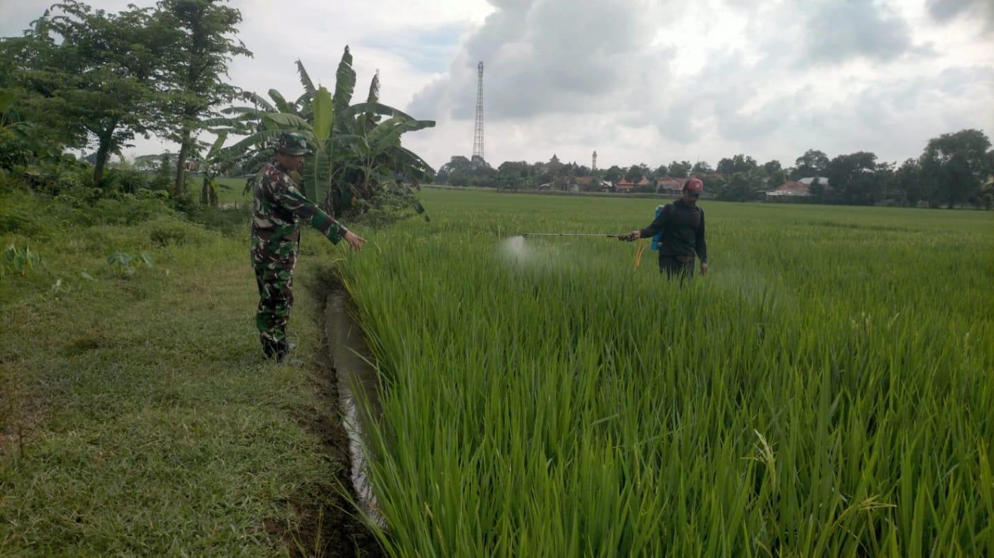 Serka Ahyadi Dampingi Petani! Upaya Maksimalkan Hasil Panen Padi di Jatisura Berjalan Optimal