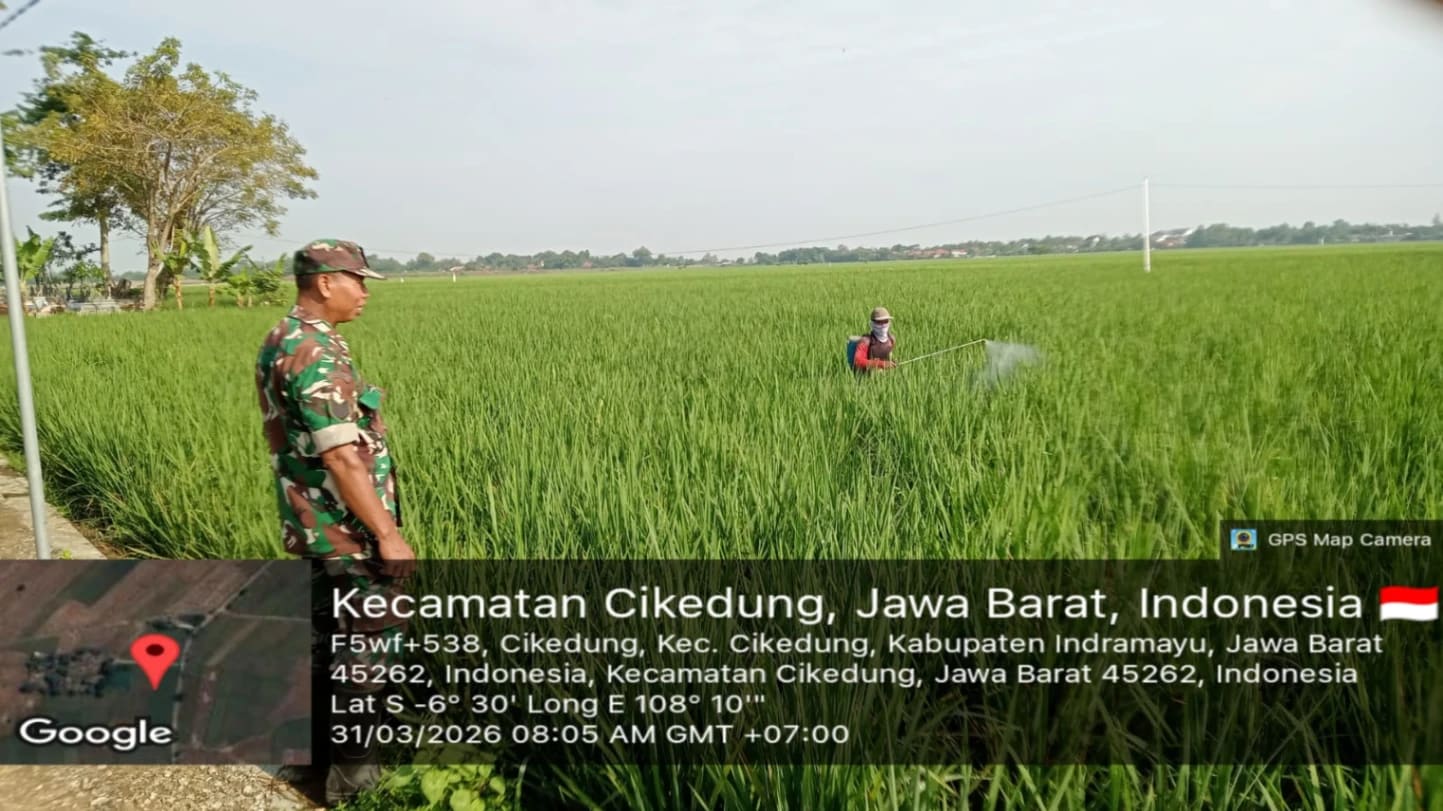 Babinsa Serma Sanudin Dampingi Petani Amis Lakukan Penyemprotan Padi