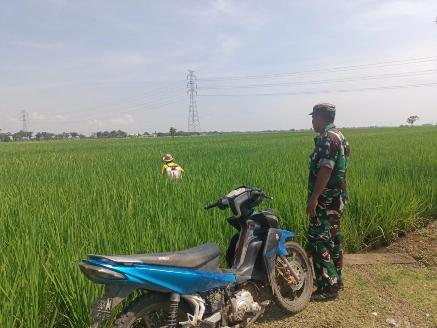 Babinsa Turun ke Sawah! Aksi Serma Solihin Selamatkan Padi Petani Indramayu dari Serangan Hama