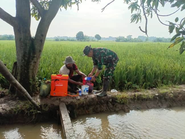Babinsa Serda Seoulistiyo Setiawan Dampingi Petani Semprot Nutrisi Padi di Desa Jatimulya