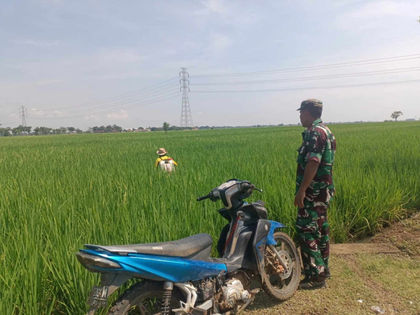 Babinsa Turun ke Sawah! Aksi Serma Solihin Selamatkan Padi Petani Indramayu dari Serangan Hama