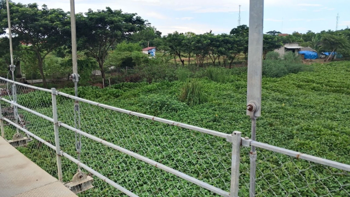 Pembiaran Berbulan-bulan, Eceng Gondok Jadi Bukti Lemahnya Respons Pemdes Jumbleng