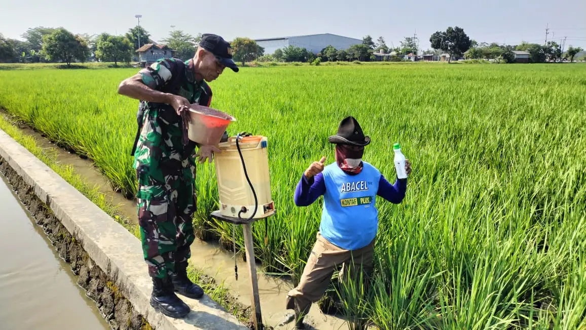 Babinsa Turun ke Sawah di Sliyeg, Dampingi Petani Semprot Padi Demi Dongkrak Produksi