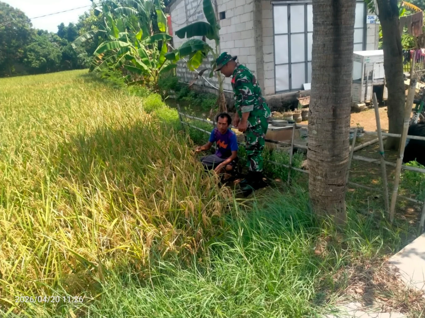 Cek Padi Kebo di Terisi, Babinsa Turun Langsung Pastikan Kualitas Tanaman Petani