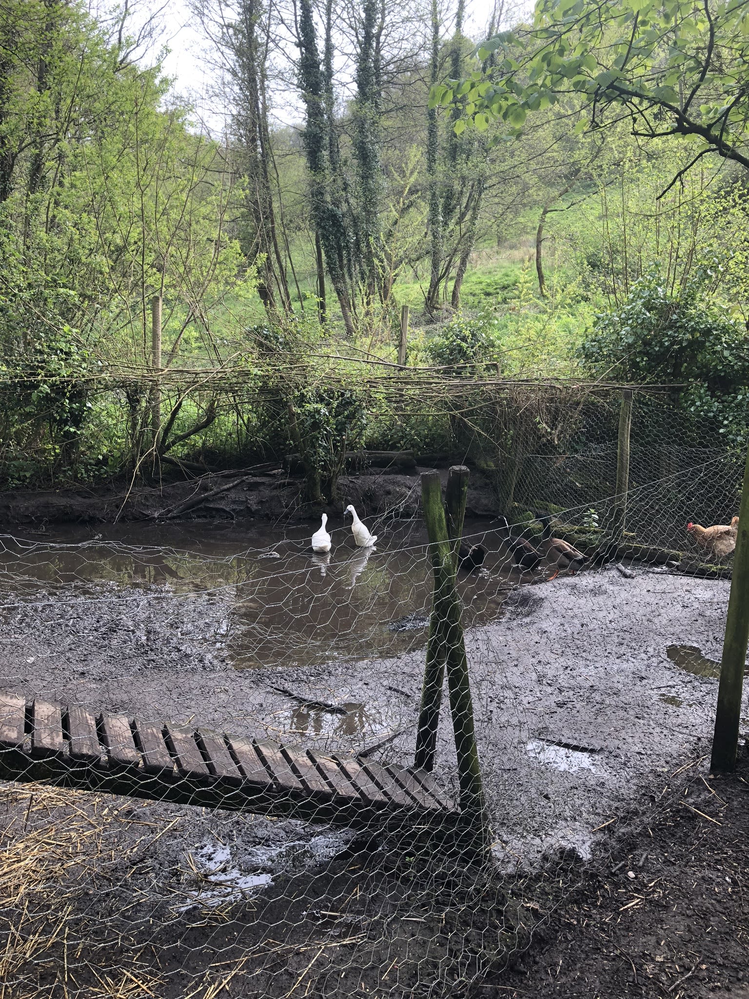 The vision — building the organic swimming pond at Hole Mill, Branscombe, Devon — photo 2 of 3