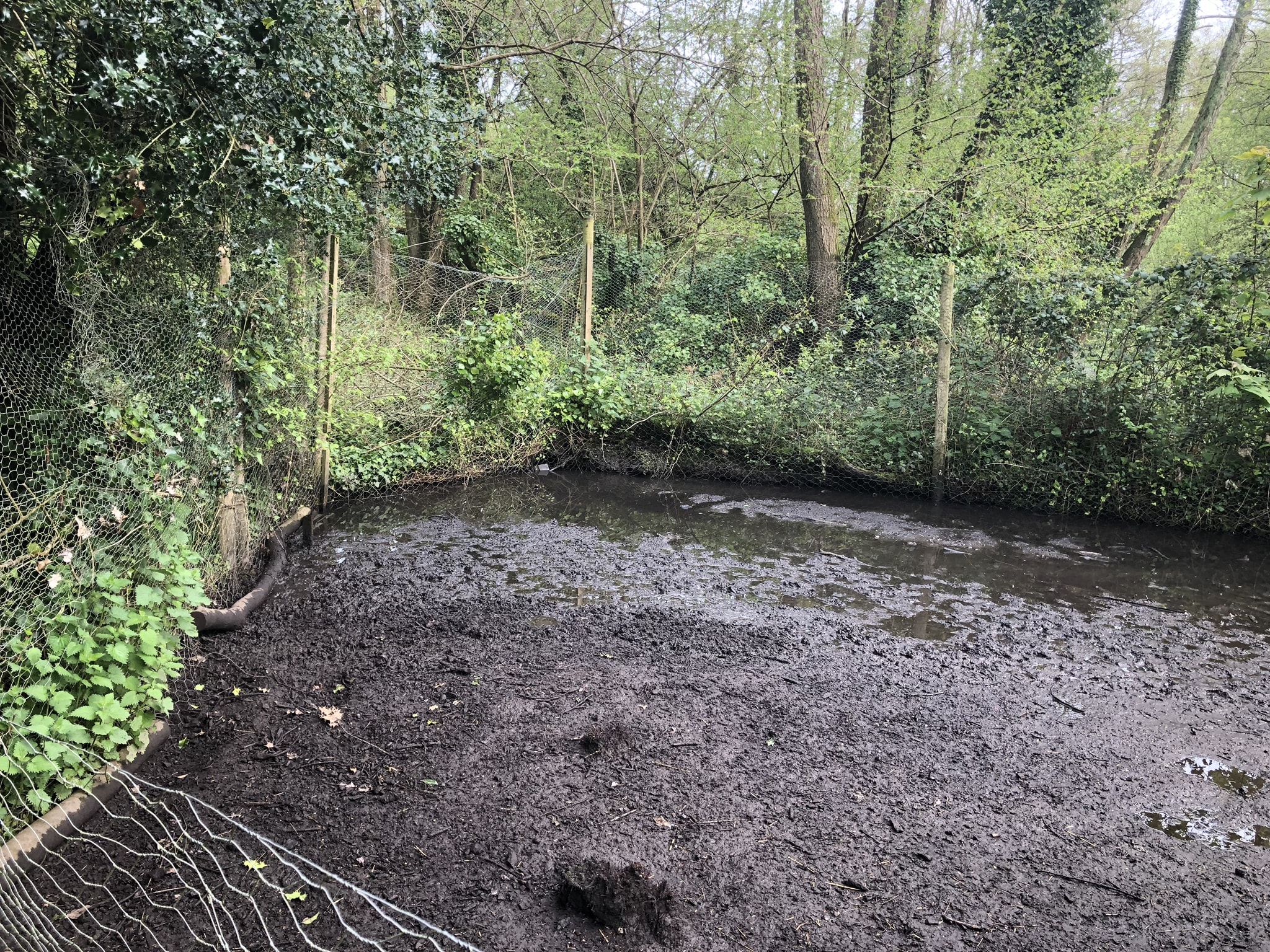 The vision — building the organic swimming pond at Hole Mill, Branscombe, Devon — photo 3 of 3