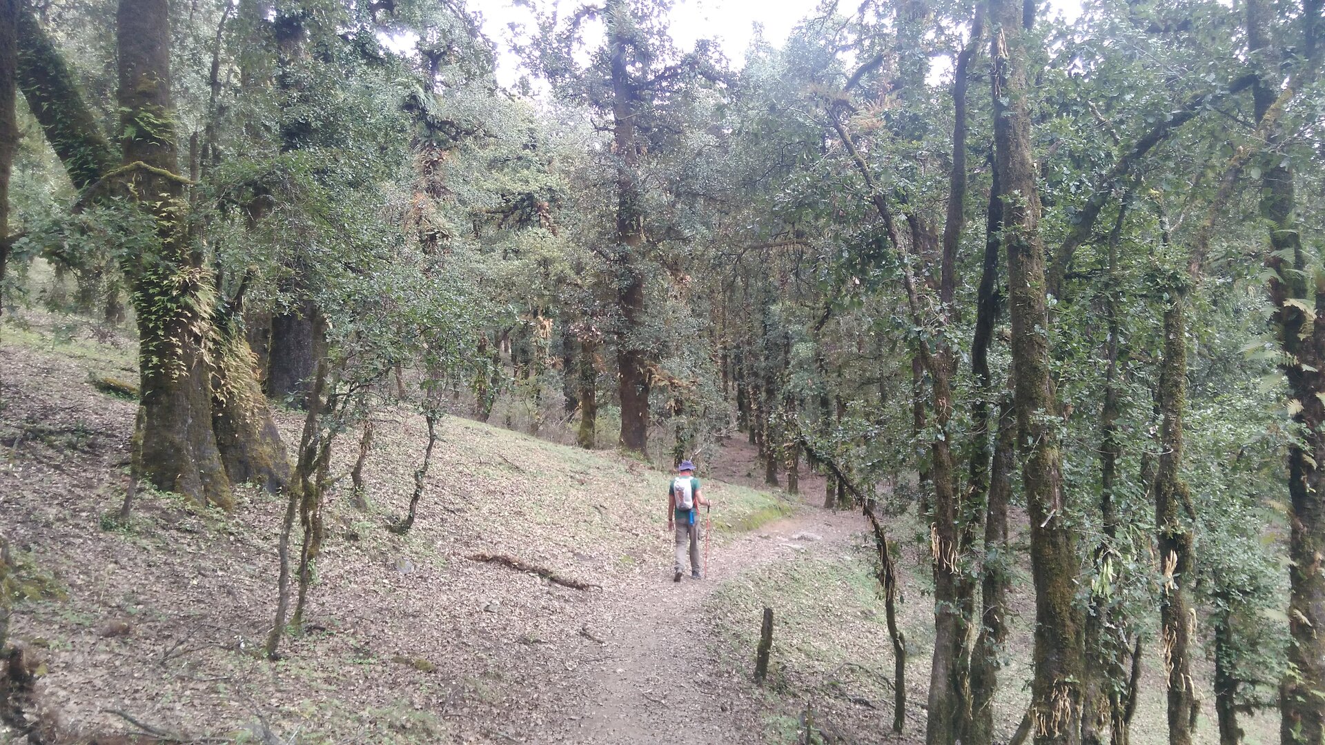 Ali Bedni Bugyal image 7