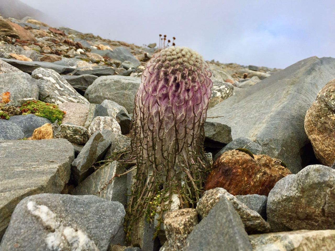 Bali Pass Trek image 17