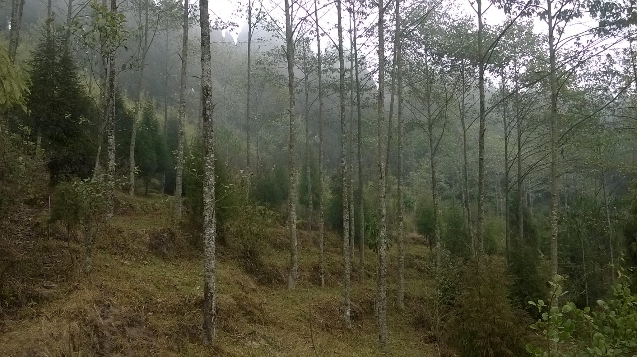 Sandakphu Trek image 24