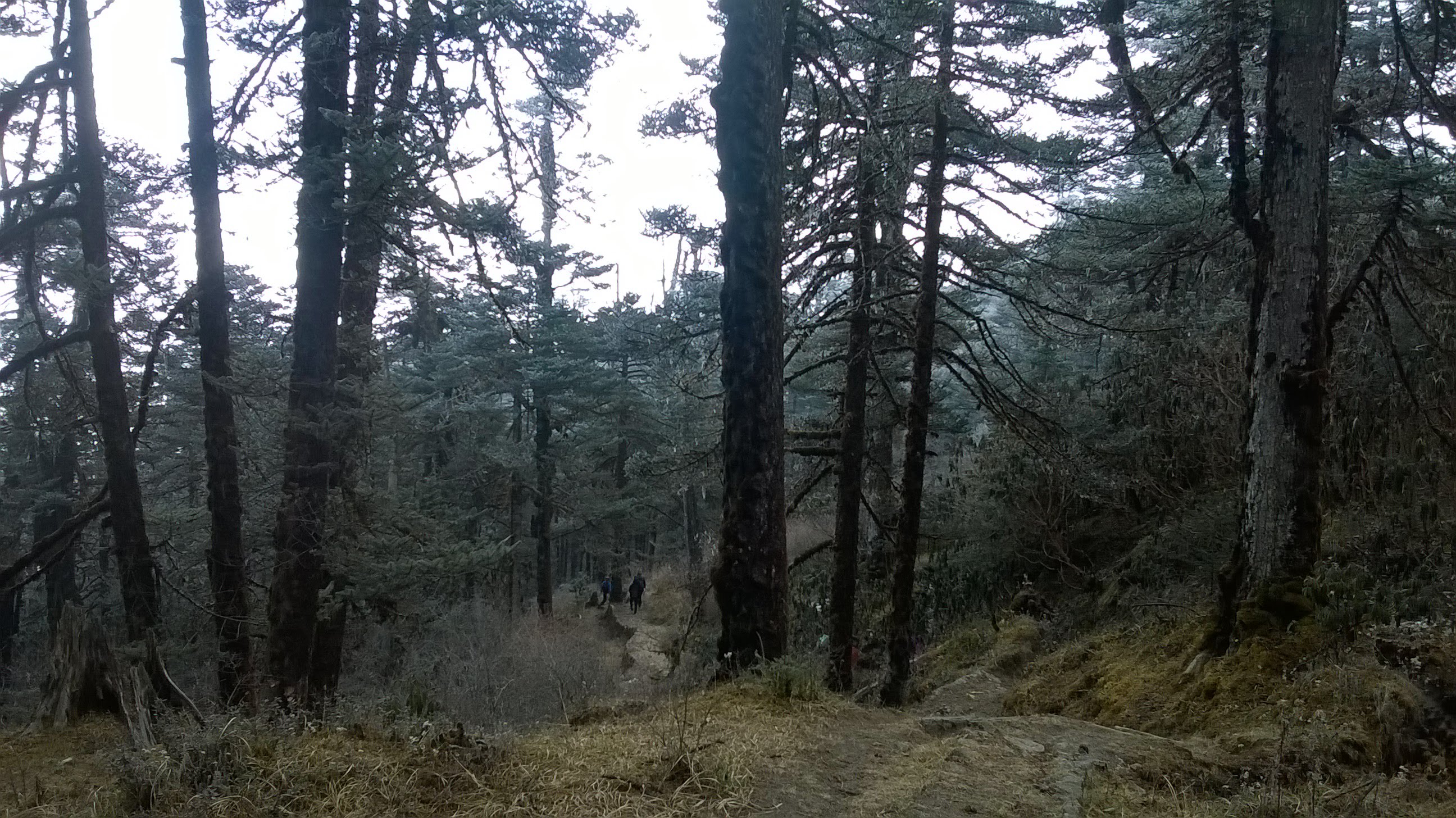 Sandakphu Trek image 19