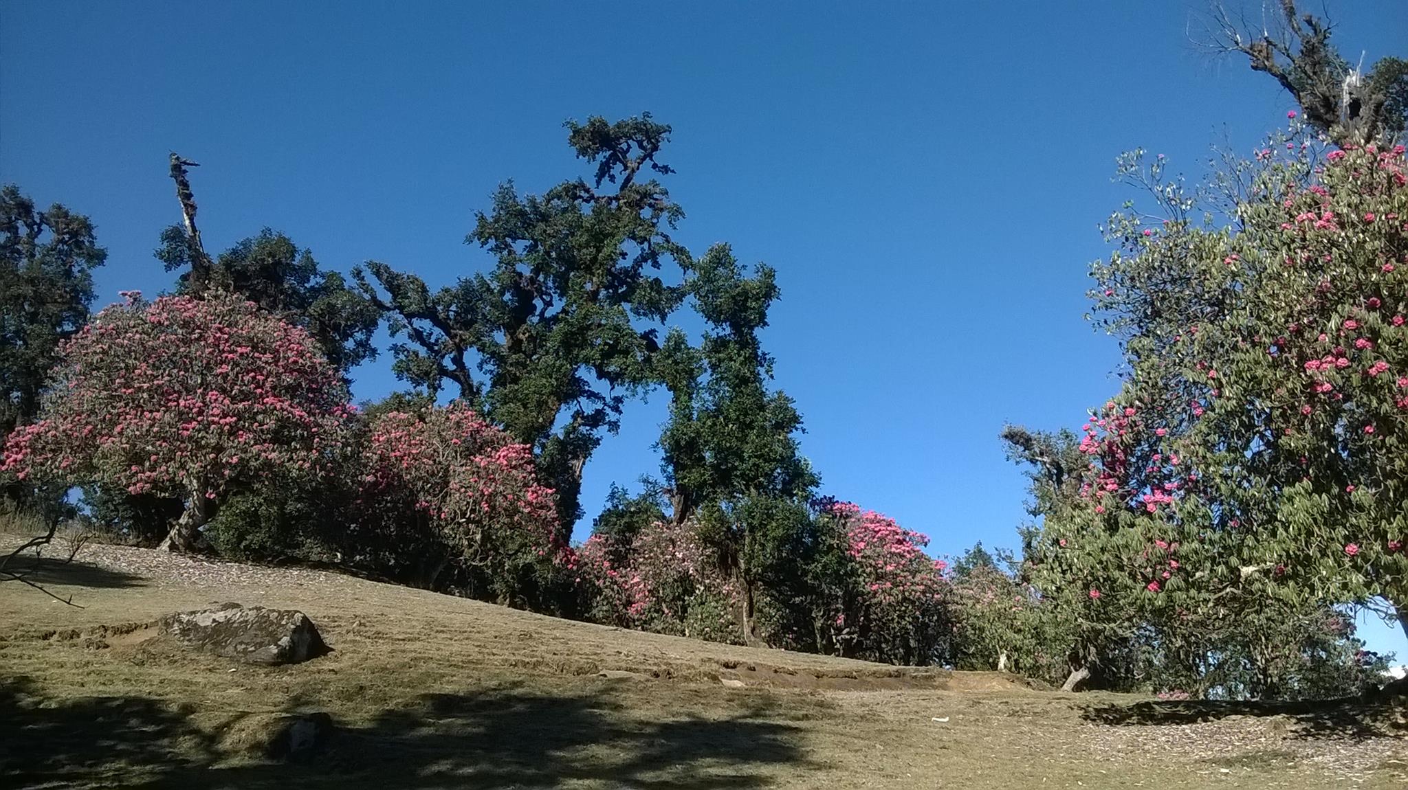 Deoriatal Chandrashila Trek image 14