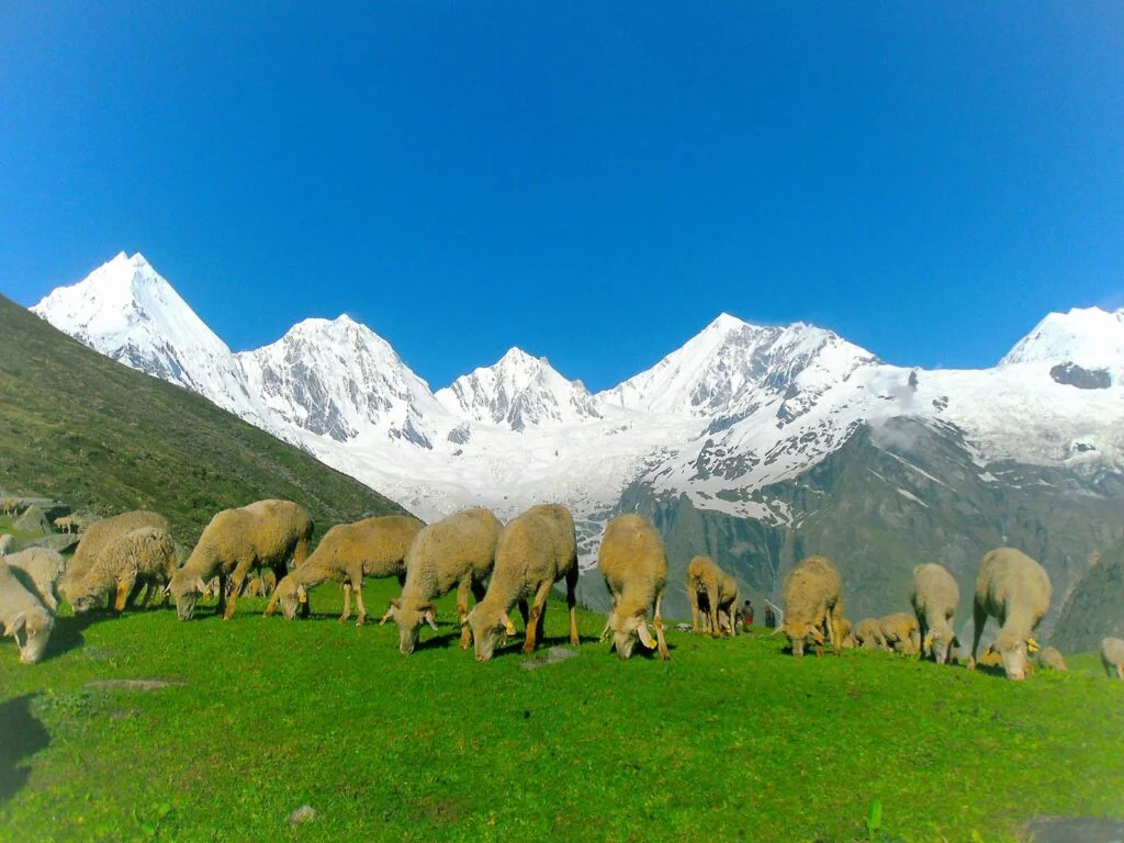 Panchachuli Base Camp Trek image 7