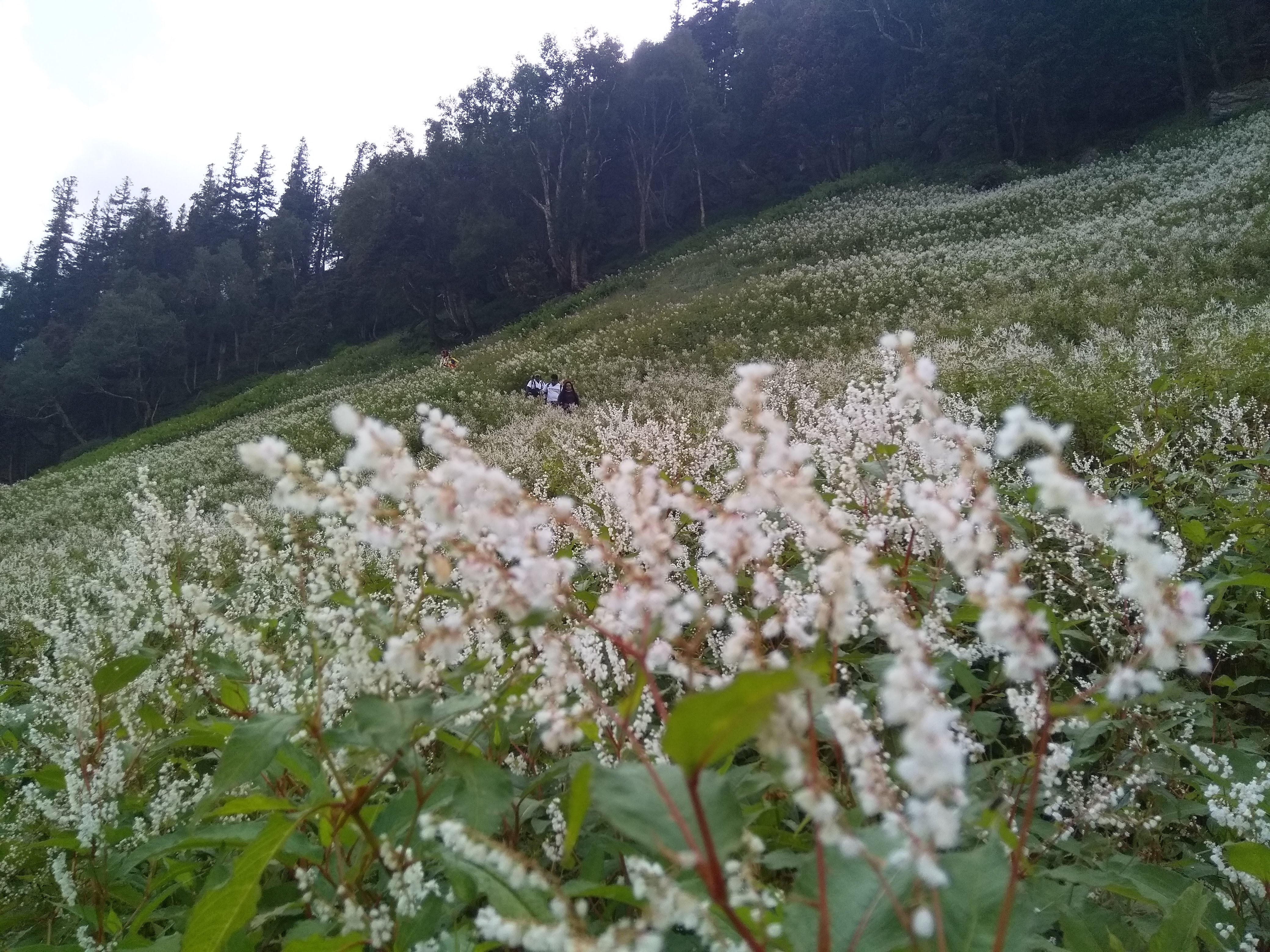 Kalihani Pass Trek image 17