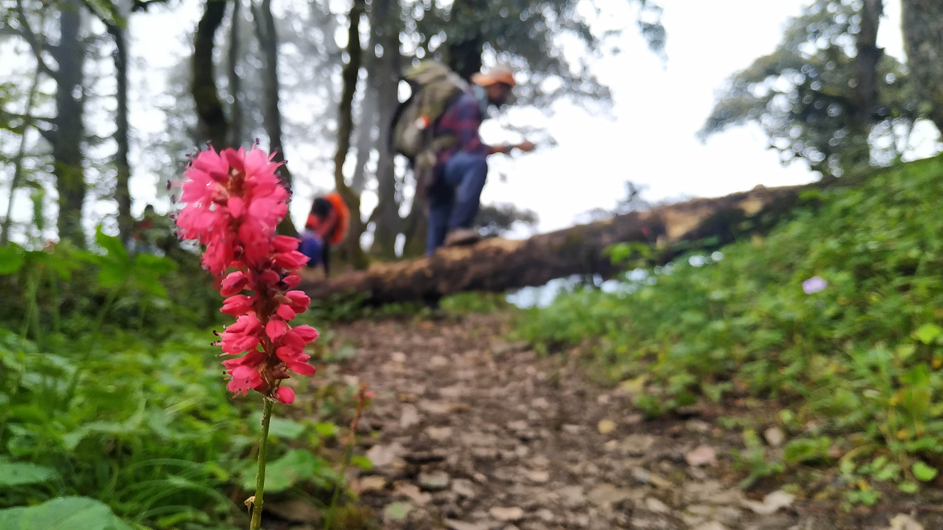 Kalihani Pass Trek image 13
