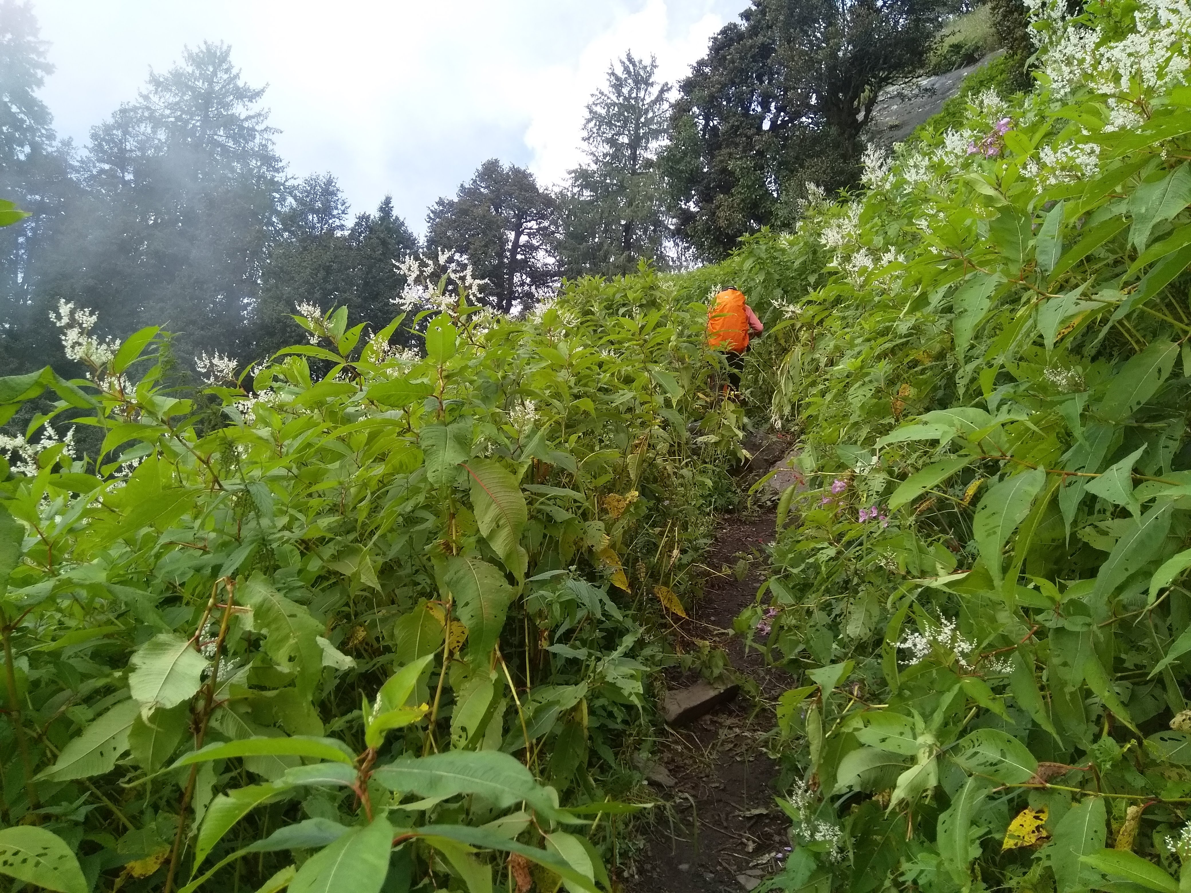 Kalihani Pass Trek image 8
