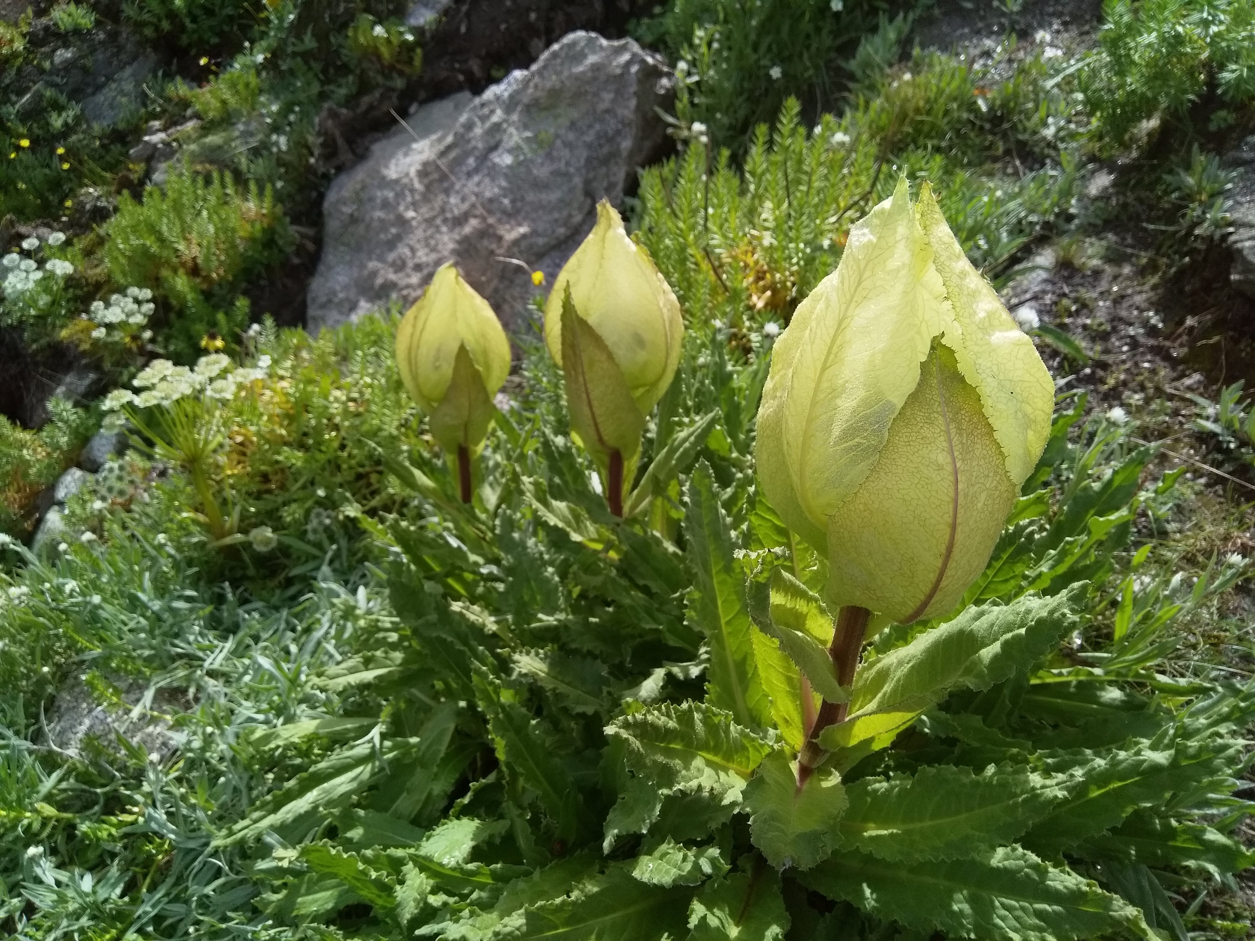 Bhramkamal flower - found above Manatalai