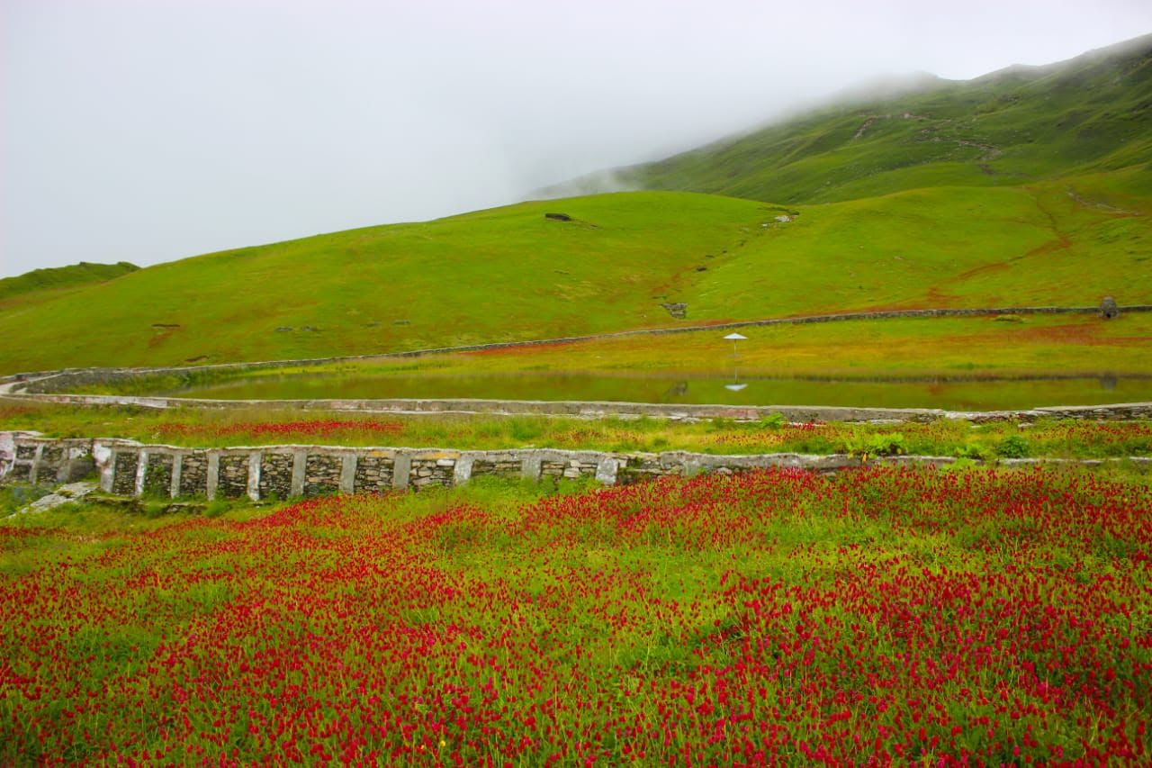 Ali Bedni Bugyal in spring