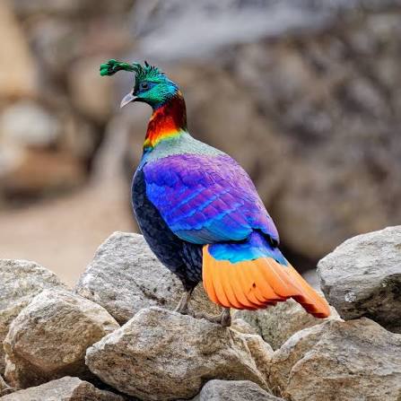 the himalayan monal