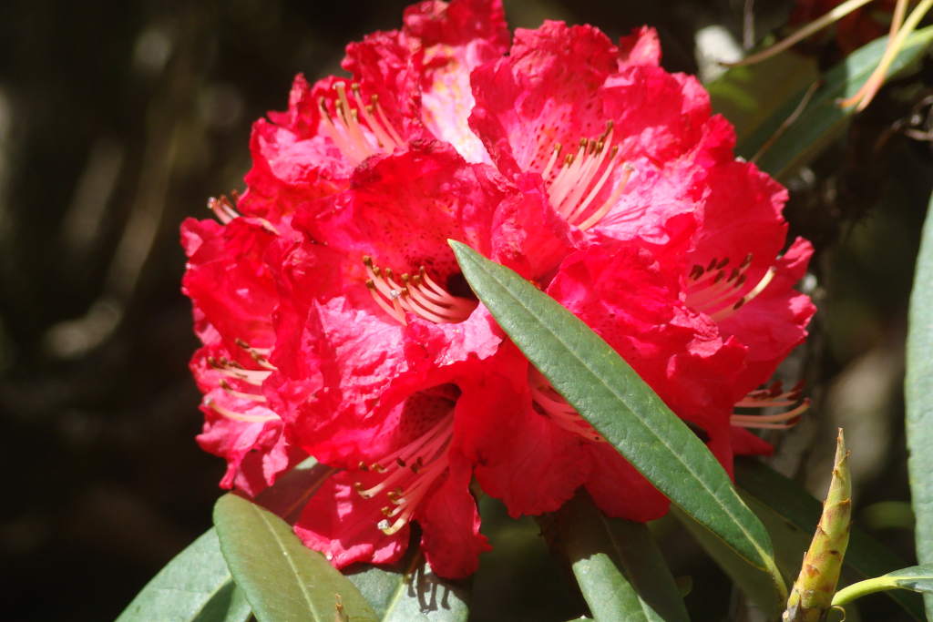 the himalayan rhododendron