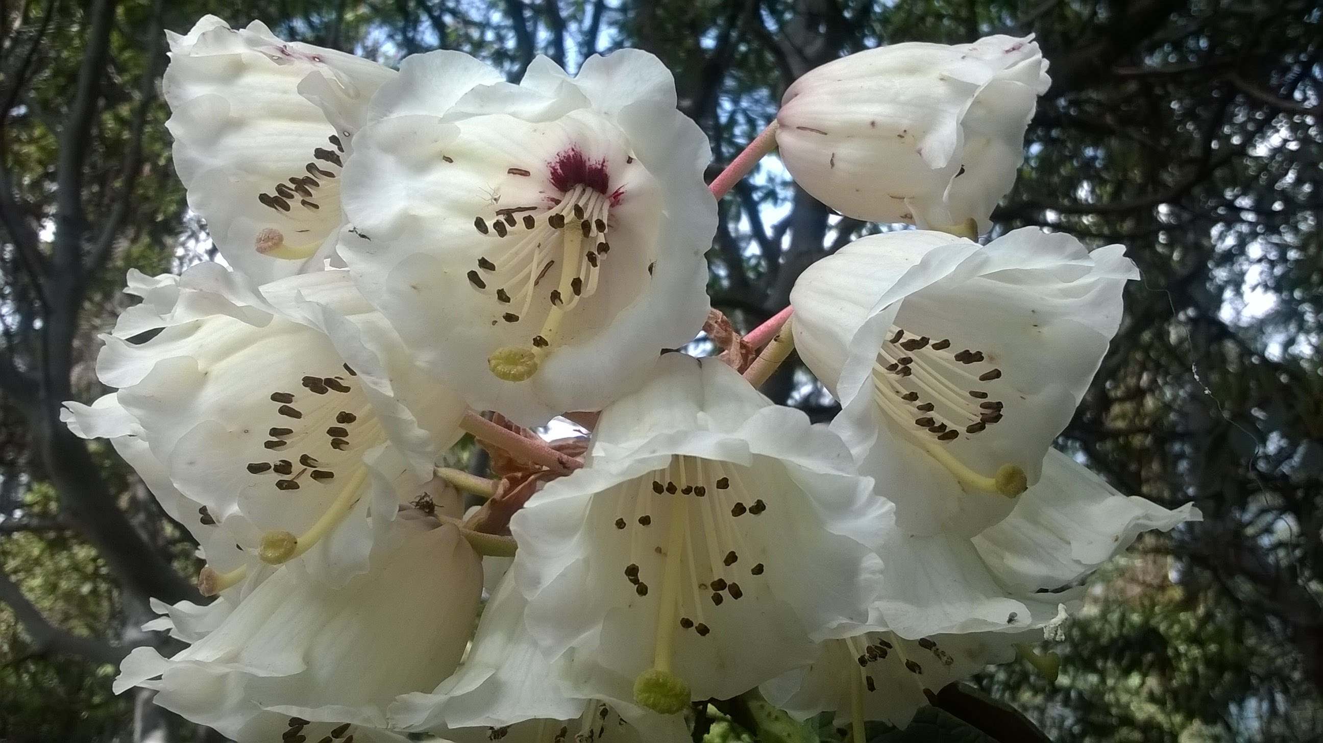 Rhododendron forest in bloom on the Goechala Trek in spring