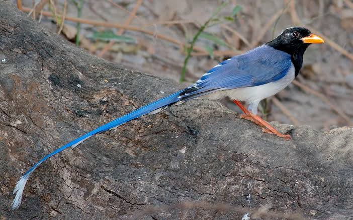 Himalayan bird photographed in the forests of the Goechala Trek