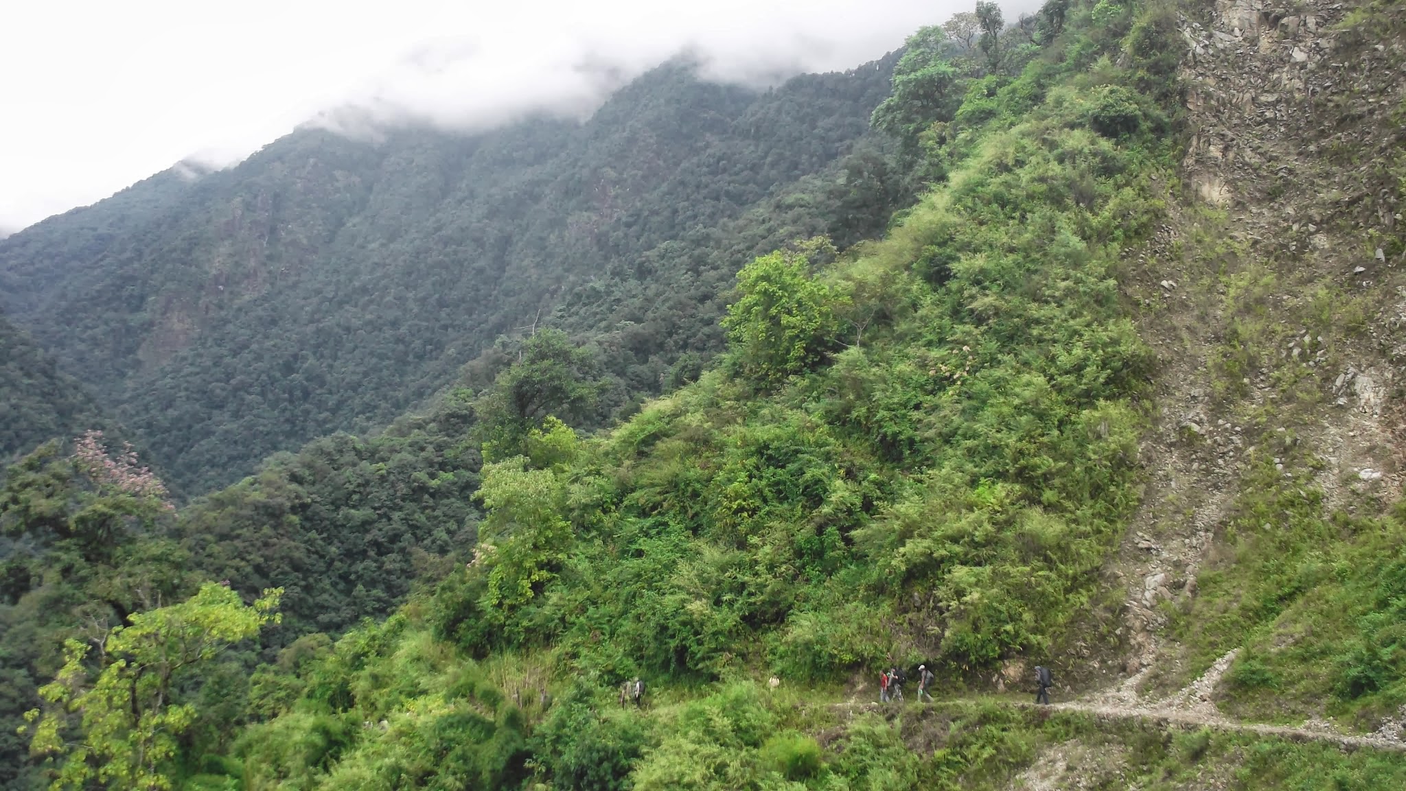 Trekkers walking through dense forest on the Goechala Trek